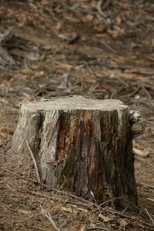 What is Stump Grind?
